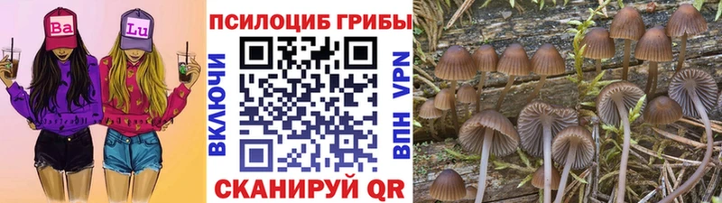 Галлюциногенные грибы Cubensis  цена наркотик  Чкаловск 